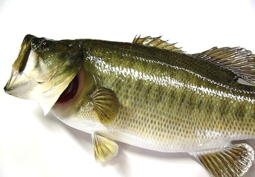 bass15