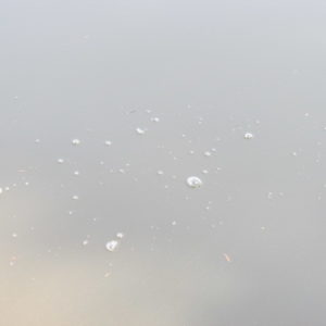 立岡池の水 水質はイマイチ
