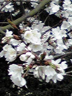 中堤の桜
