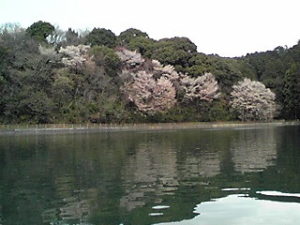 中堤の桜